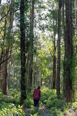 Searching for mushrooms among the eucalyptus trees - Department of Canelones - URUGUAY. Photo #80096