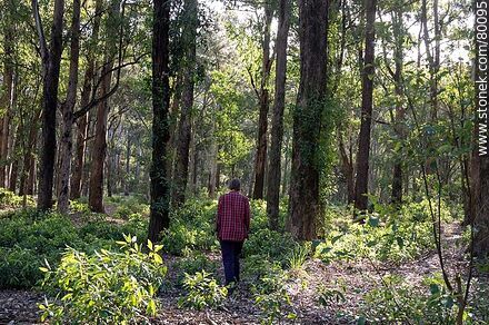 Searching for mushrooms among the eucalyptus trees - Department of Canelones - URUGUAY. Photo #80095