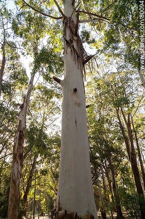 Smooth eucalyptus trunk - Department of Canelones - URUGUAY. Photo #80094