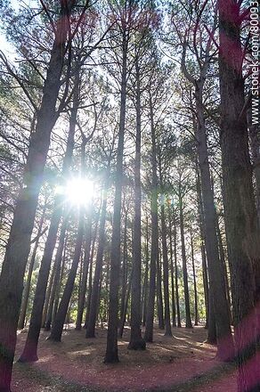 Bosque de pinos. Sol entre los árboles - Departamento de Canelones - URUGUAY. Foto No. 80093
