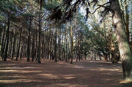 Bosque de pinos en el parque Roosevelt - Departamento de Canelones - URUGUAY. Foto No. 80091