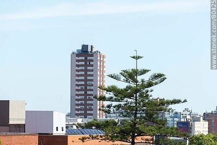 Araucaria y torre de apartamentos - Departamento de Montevideo - URUGUAY. Foto No. 80425