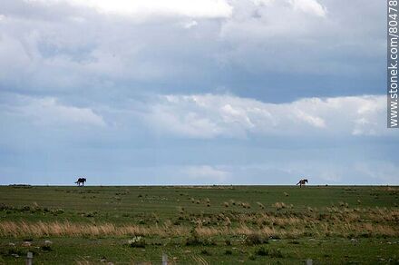 Horses on the horizon, field and clouds - Artigas - URUGUAY. Photo #80478