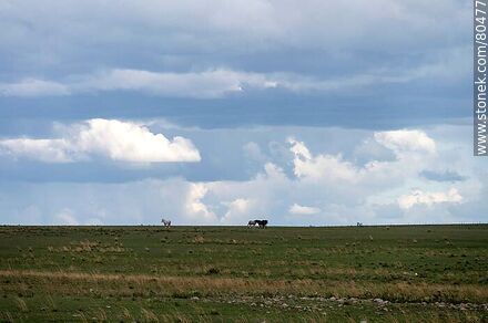 Horses on the horizon, field and clouds -  - URUGUAY. Photo #80477