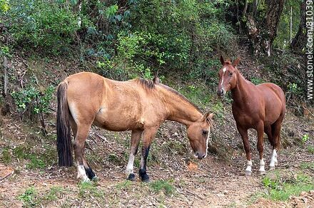 Horses by the side of the road - Department of Rivera - URUGUAY. Photo #81039