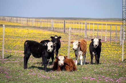 Hereford steers in the field amidst yellow and fuchsia flowers - Fauna - MORE IMAGES. Photo #81088