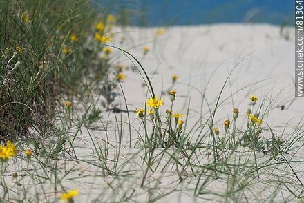 Yuyos en flor creciendo en la arena - Departamento de Rocha - URUGUAY. Foto No. 81304