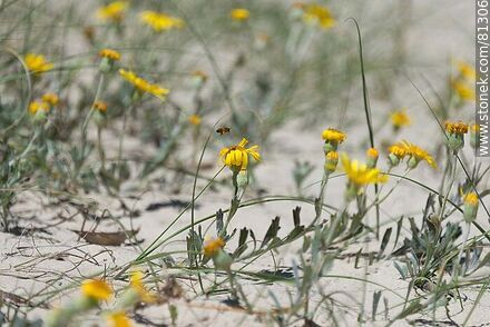 Yuyos en flor creciendo en la arena - Departamento de Rocha - URUGUAY. Foto No. 81306