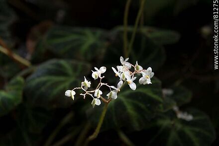 Begonias en el Invernáculo - Departamento de Rocha - URUGUAY. Foto No. 81275