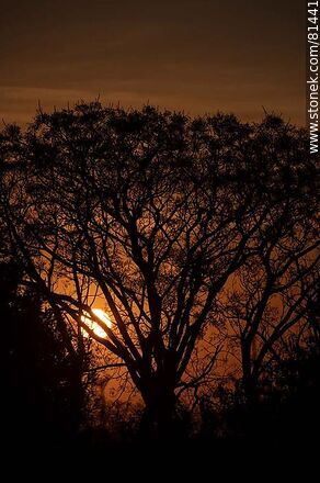 Sol naciente entre las ramas de un árbol - Departamento de Montevideo - URUGUAY. Foto No. 81441