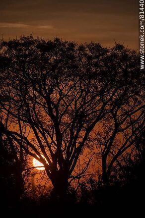 Sol asomando detrás de un árbol al amanecer otoñal - Departamento de Montevideo - URUGUAY. Foto No. 81440