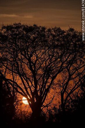 Sol asomando detrás de un árbol al amanecer otoñal - Departamento de Montevideo - URUGUAY. Foto No. 81439