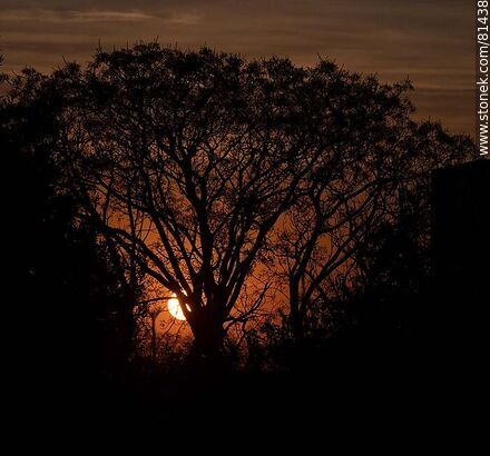 Sol asomando detrás de un árbol al amanecer otoñal - Departamento de Montevideo - URUGUAY. Foto No. 81438