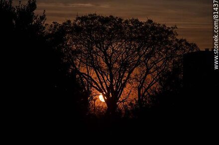 Sol asomando detrás de un árbol al amanecer otoñal - Departamento de Montevideo - URUGUAY. Foto No. 81437
