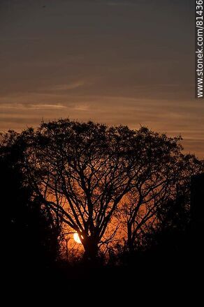 Sol asomando detrás de un árbol al amanecer otoñal - Departamento de Montevideo - URUGUAY. Foto No. 81436