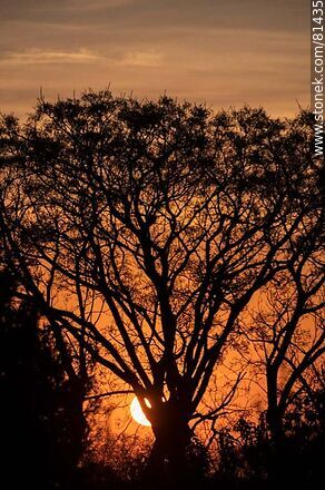 Sol asomando detrás de un árbol al amanecer otoñal - Departamento de Montevideo - URUGUAY. Foto No. 81435