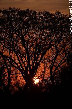 Sol asomando detrás de un árbol al amanecer otoñal - Departamento de Montevideo - URUGUAY. Foto No. 81434