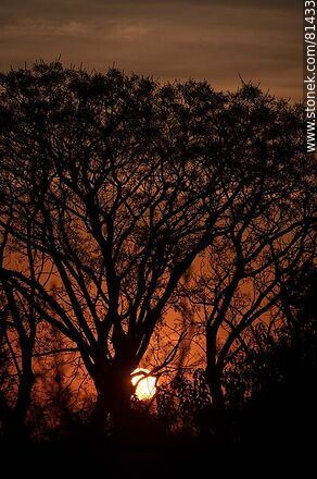 Sol asomando detrás de un árbol al amanecer otoñal - Departamento de Montevideo - URUGUAY. Foto No. 81433