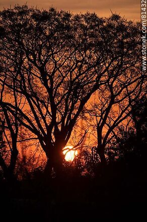 Sol asomando detrás de un árbol al amanecer otoñal - Departamento de Montevideo - URUGUAY. Foto No. 81432