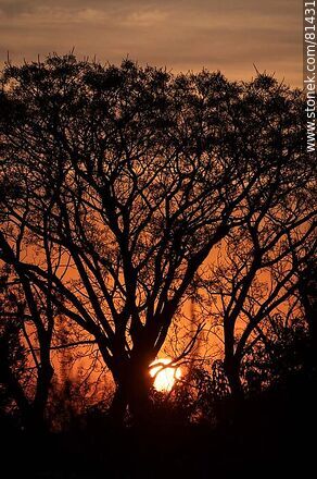 Sol asomando detrás de un árbol al amanecer otoñal - Departamento de Montevideo - URUGUAY. Foto No. 81431