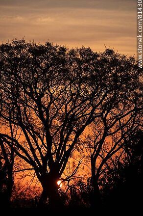 Sun peeking out from behind a tree at autumn dawn - Department of Montevideo - URUGUAY. Photo #81430