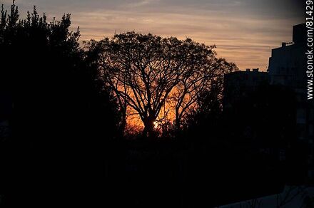 Sol asomando detrás de un árbol al amanecer otoñal - Departamento de Montevideo - URUGUAY. Foto No. 81429