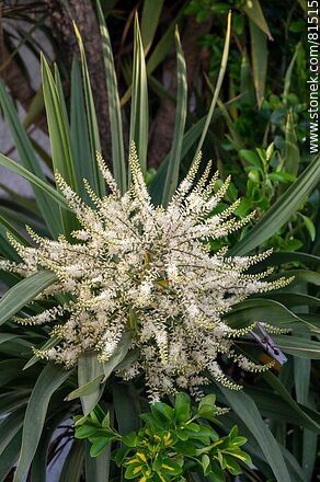 Dracaena flower - Flora - MORE IMAGES. Photo #81515