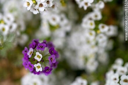 Aliso de mar blanco y violeta - Flora - IMÁGENES VARIAS. Foto No. 81519