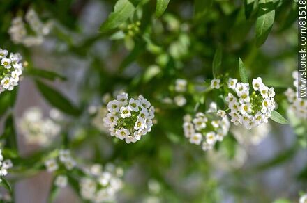 Aliso blanco - Flora - IMÁGENES VARIAS. Foto No. 81518