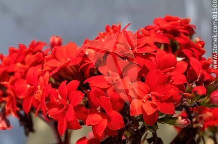 Flores de Kalanchoe rojo - Flora - IMÁGENES VARIAS. Foto No. 81508