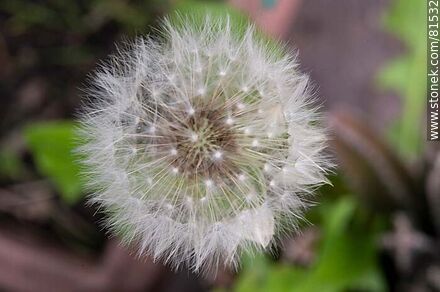 Dandelion or chicory flower - Flora - MORE IMAGES. Photo #81532