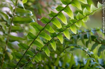 Sword fern - Flora - MORE IMAGES. Photo #81505