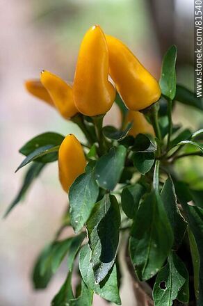 Pimiento, ají o chile ornamental amarillo - Flora - IMÁGENES VARIAS. Foto No. 81540