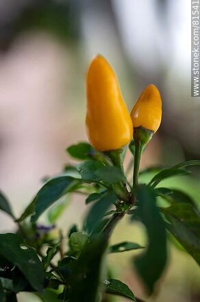 Pimiento, ají o chile ornamental amarillo - Flora - IMÁGENES VARIAS. Foto No. 81541