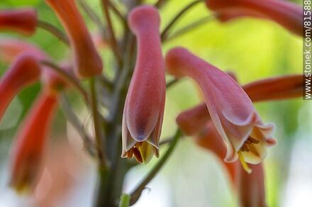Flower of royal pita, a species of aloe - Flora - MORE IMAGES. Photo #81588