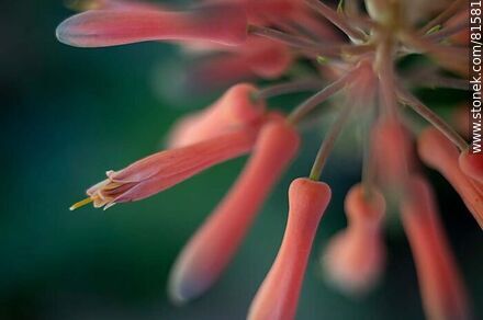 Flower of royal pita, a species of aloe - Flora - MORE IMAGES. Photo #81581