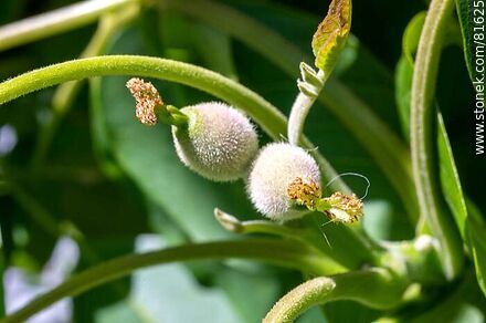 Retoño de nueces europeas - Flora - MORE IMAGES. Photo #81625