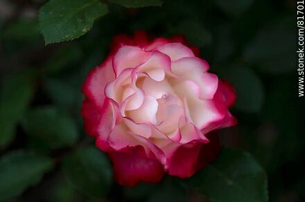 Rosa china matizada color cereza y blanco - Flora - IMÁGENES VARIAS. Foto No. 81701