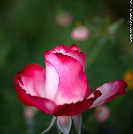 Rosa china matizada color cereza y blanco - Flora - IMÁGENES VARIAS. Foto No. 81695