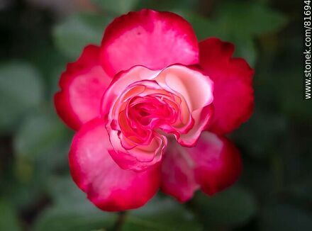 Rosa china matizada color cereza y blanco - Flora - IMÁGENES VARIAS. Foto No. 81694