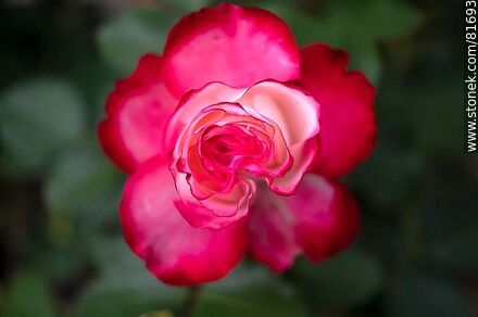 Rosa china matizada color cereza y blanco - Flora - IMÁGENES VARIAS. Foto No. 81693