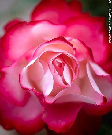 Rosa china matizada color cereza y blanco - Flora - IMÁGENES VARIAS. Foto No. 81692