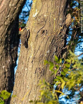 Pair of red-naped woodpeckers - Fauna - MORE IMAGES. Photo #81753