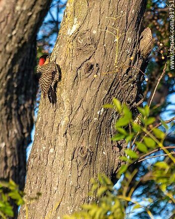 Pair of red-naped woodpeckers - Fauna - MORE IMAGES. Photo #81751
