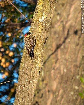 Red-naped woodpecker in the city - Fauna - MORE IMAGES. Photo #81750