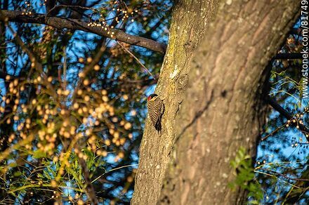 Red-naped woodpecker in the city - Fauna - MORE IMAGES. Photo #81749