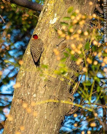 Red-naped woodpecker in the city - Fauna - MORE IMAGES. Photo #81748