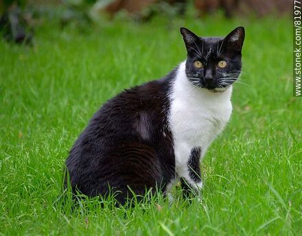 Black and white cat - Fauna - MORE IMAGES. Photo #81977