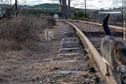Gato mirando atentamente a su compañero caminando sobre la vía del tren - Departamento de Lavalleja - URUGUAY. Foto No. 82270