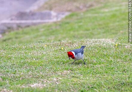 Red-capped cardinal - Fauna - MORE IMAGES. Photo #82463